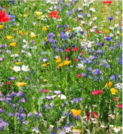 Plukbloemen mengsel Meerjarig Butterfly & Bumble Bee 35 soorten / 50 gram 