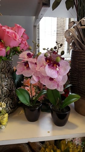 Fuchsia Paars Wit Orchidee in pot Zijdenbloem 34 cm per stuk