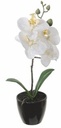 Witte Orchidee in pot Zijdenbloem 34 cm per stuk