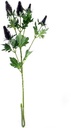 Erynchium Distel Zijdenbloem Blauw 77 cm per stuk