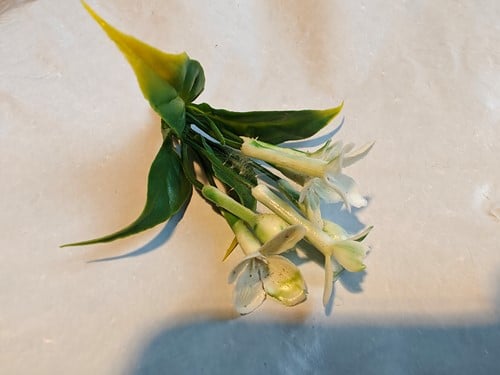 Corsage pick Stephanotus Wit 1 bloem per stuk