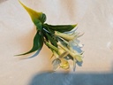 Corsage pick Stephanotus Wit 1 bloem per stuk