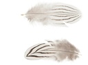 Gestreepte Veertjes Naturel 6 cm doos 25 stuks