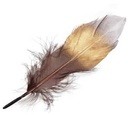 Ganzenveren Bruin Goud Zilver 14-16 cm pak ca. 16 stuks