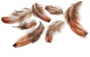 Fazantenveren borstveren 4-8 cm ca. 15 gram