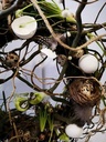 Vogeltje de luxe Groen Geel Wit doos 12 stuks