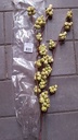 Shola Mini Berry Lime Foambloem 3 stuks