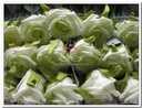 Foamroos Elegant Cremegroen 5 cm per stuk