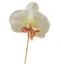 Orchidee Los CremeWit per stuk