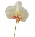 Orchidee Los CremeWit per stuk