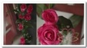 Zijden Rozen Guirlande 005 Fuchsia