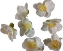 Bloemhoofd Zijdenbloem per stuk