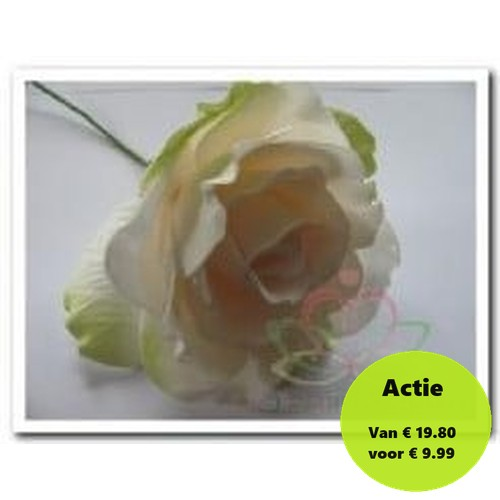 Foamroos Sophie Cremepeach Groen 14 cm Doos 12 stuks