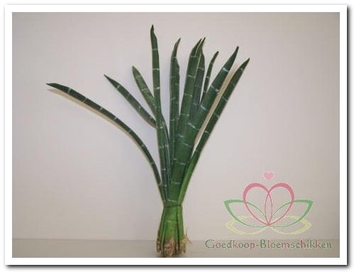 Exotic Stripe Bundel Groen Foamblaad