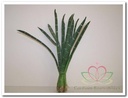 Exotic Stripe Bundel Groen Foamblaad