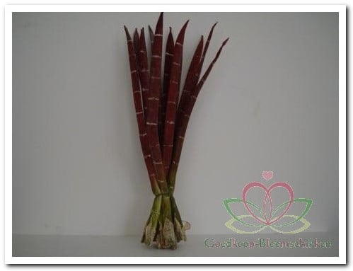 Exotic Stripe Bundel Rusty + Groen Foamblad