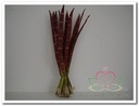Exotic Stripe Bundel Rusty + Groen Foamblad