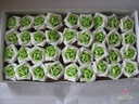 Roos Ecuador Platte Creme Groen doos
