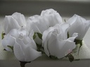 Zijden Roosjes Pure White 5-6 cm 10 stuks
