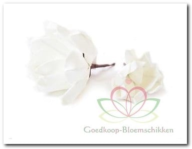 Magnolia White Wit Foambloem Kort doos 12 stuks