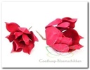 Magnolia Rood Foambloem Kort doos 12 stuks