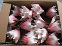 Magnolia Soft Roze Foambloem Kort doos 12 stuks