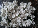 Mulberry Roos Wit 5 cm pak