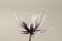 Cactus Flower Dark Purple Foam 16 cm 10 stuks