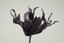 Cactus Ziggo Dark Purple Foam