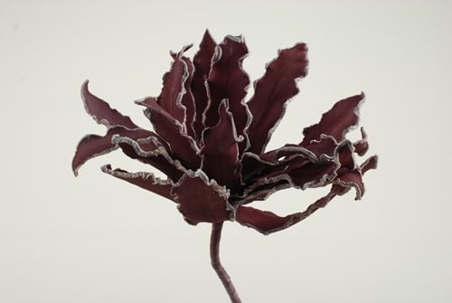 Cactus Ziggo Dark Rood Foam
