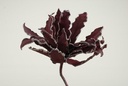 Cactus Ziggo Dark Rood Foam