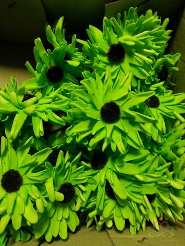 Aster Gerbera Neon Groen Foambloem Doos 30 stuks