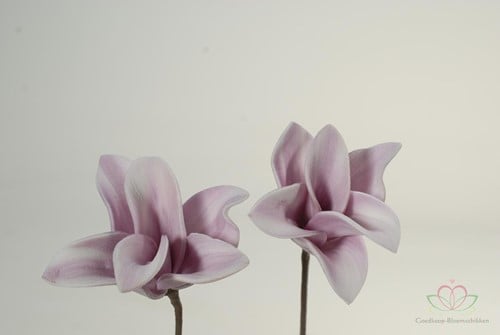 Cymbidium Flower Skin Foambloem 12 stuks