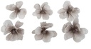 Anemoon Foambloem Grey White 6 cm pak 6 stuks