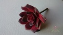 Echeveria Burgundy Latex Succulent 
