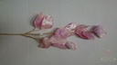 Judaspenning Roze Zijdenbloem 62 cm