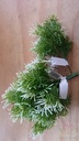 Corsagevuller Groen Pick bundel 6 stuks
