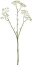 Limonium Creme Zijdenbloem L42