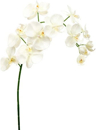 Phalaenopsis Orchidee Spray Ivory Zijden 94 cm