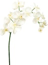 Phalaenopsis Orchidee Spray Ivory Zijden 94 cm