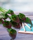 Mini Calla Fuchsia Bundel 12 stuks