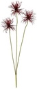 Xanthium Burgundy Spray 64 cm per stuk