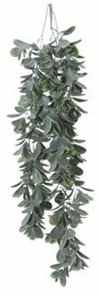 Schefflera hangplant header 