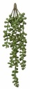 Senecio Hangplant Groen Latex 70 cm per stuk