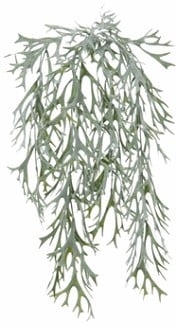 Platycerium Hertshoornvaren Rank Groen 160 cm