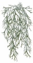 Platycerium Hertshoornvaren Rank Groen 160 cm