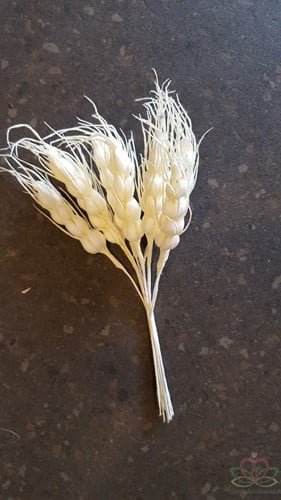 Gerst Foam Wit bundel ca. 10