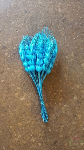 Gerst Foam Blauw bundel ca. 10