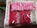 Mulberry Roosjes Fuchsia pak 144 stuks