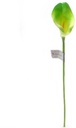 Calla Real Touch Groen 7 cm 37 cm lang per stuk